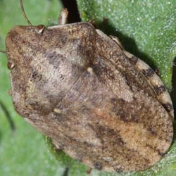 Eurygaster maura
